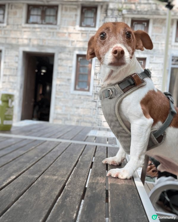 九龍城石屋cafe 鬧市中既寧靜