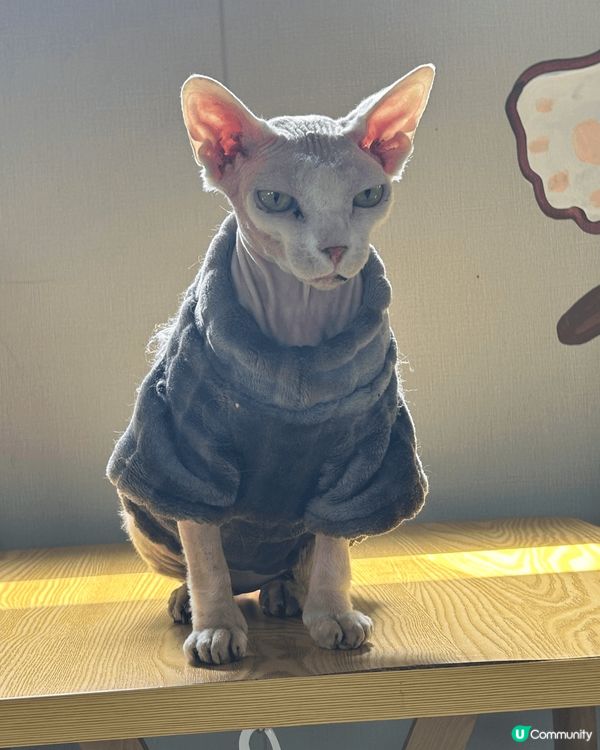 近期去咗珠海一間出名嘅貓Cafe打卡，嗰度有50隻貓，啲咖啡...