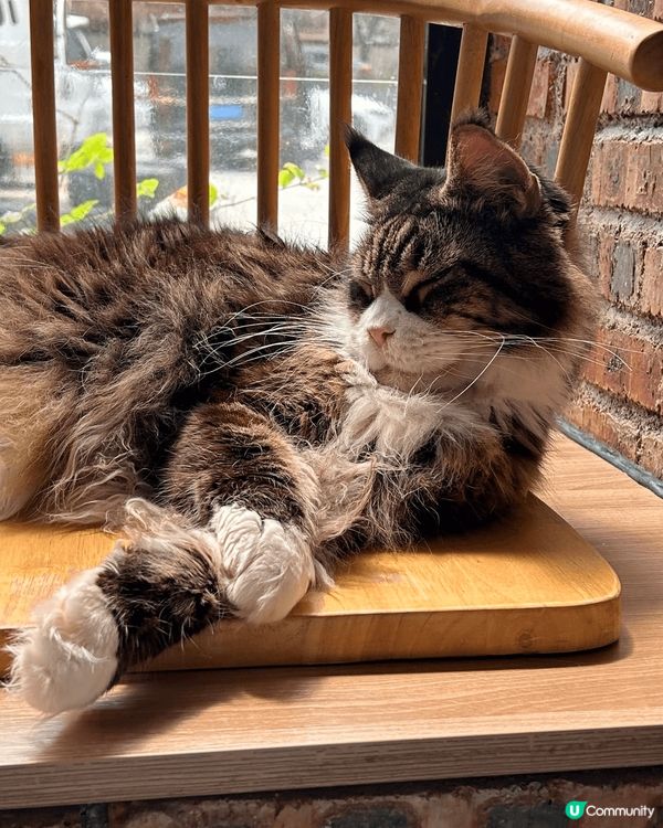 近期去咗珠海一間出名嘅貓Cafe打卡，嗰度有50隻貓，啲咖啡...