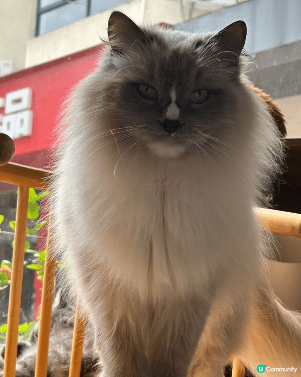 近期去咗珠海一間出名嘅貓Cafe打卡，嗰度有50隻貓，啲咖啡...