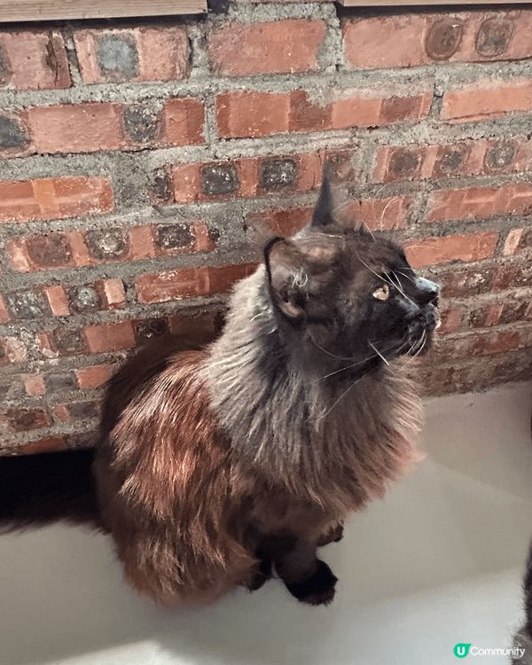 近期去咗珠海一間出名嘅貓Cafe打卡，嗰度有50隻貓，啲咖啡...