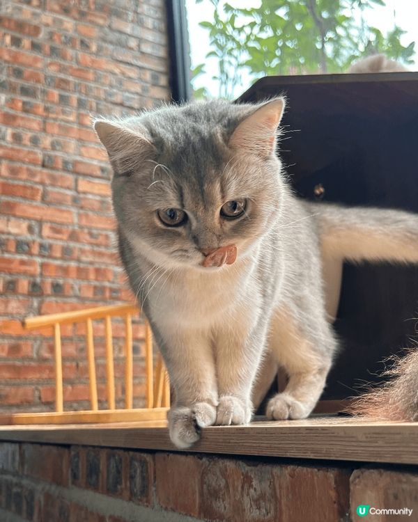 近期去咗珠海一間出名嘅貓Cafe打卡，嗰度有50隻貓，啲咖啡...