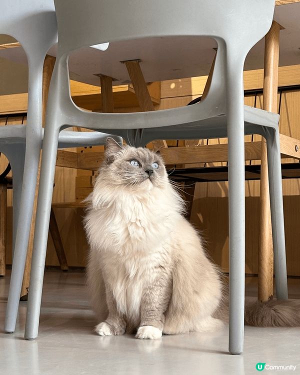 近期去咗珠海一間出名嘅貓Cafe打卡，嗰度有50隻貓，啲咖啡...