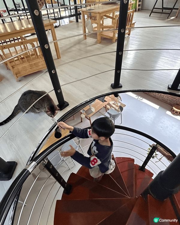 近期去咗珠海一間出名嘅貓Cafe打卡，嗰度有50隻貓，啲咖啡...