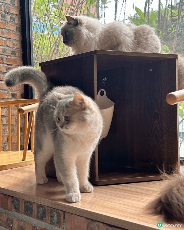 近期去咗珠海一間出名嘅貓Cafe打卡，嗰度有50隻貓，啲咖啡...