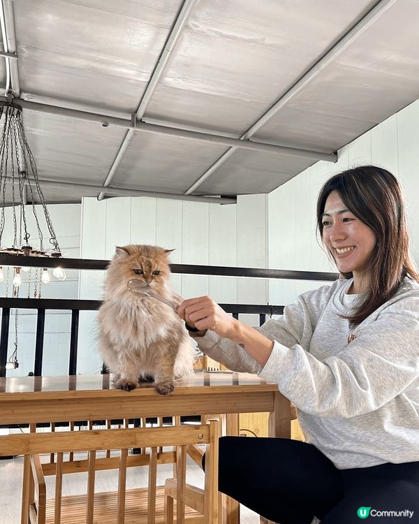 近期去咗珠海一間出名嘅貓Cafe打卡，嗰度有50隻貓，啲咖啡...