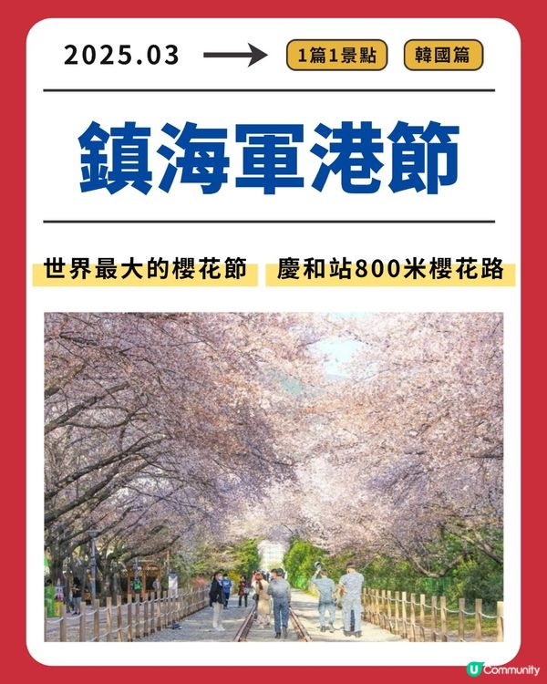 鎮海軍港節：世界最大的櫻花節