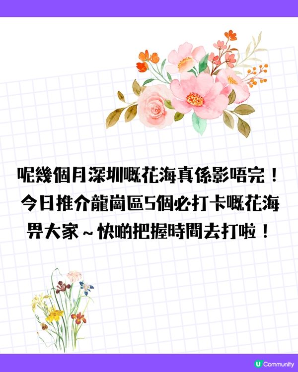 深圳龍崗區5大花海🌺逾80萬呎花海/附隱世打卡位🤫3大打卡小TIPS‼️睇明星教你點影！