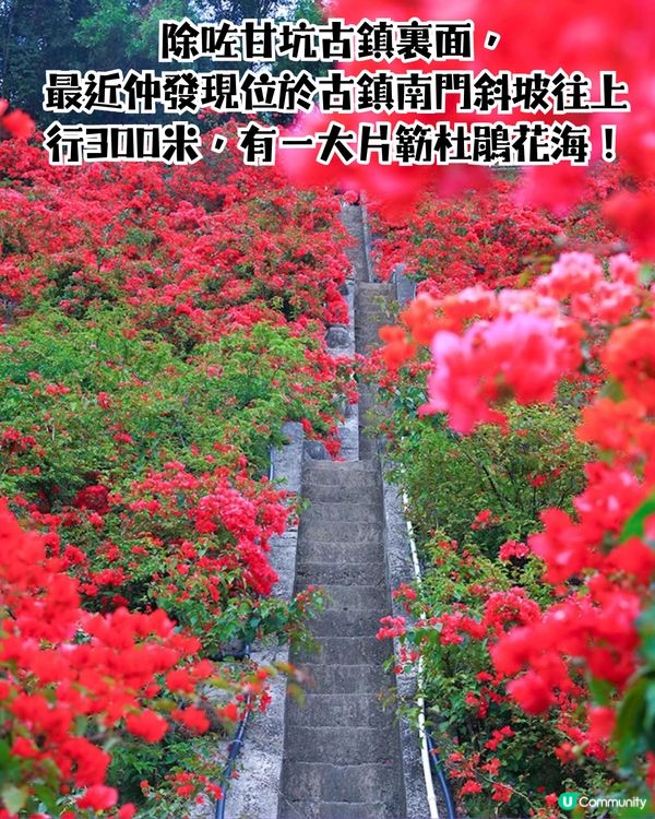 深圳龍崗區5大花海🌺逾80萬呎花海/附隱世打卡位🤫3大打卡小TIPS‼️睇明星教你點影！