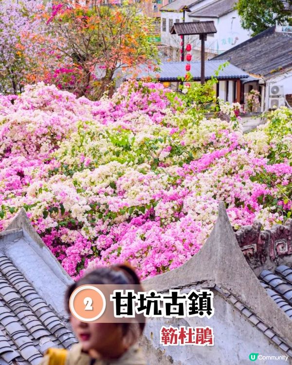 深圳龍崗區5大花海🌺逾80萬呎花海/附隱世打卡位🤫3大打卡小TIPS‼️睇明星教你點影！