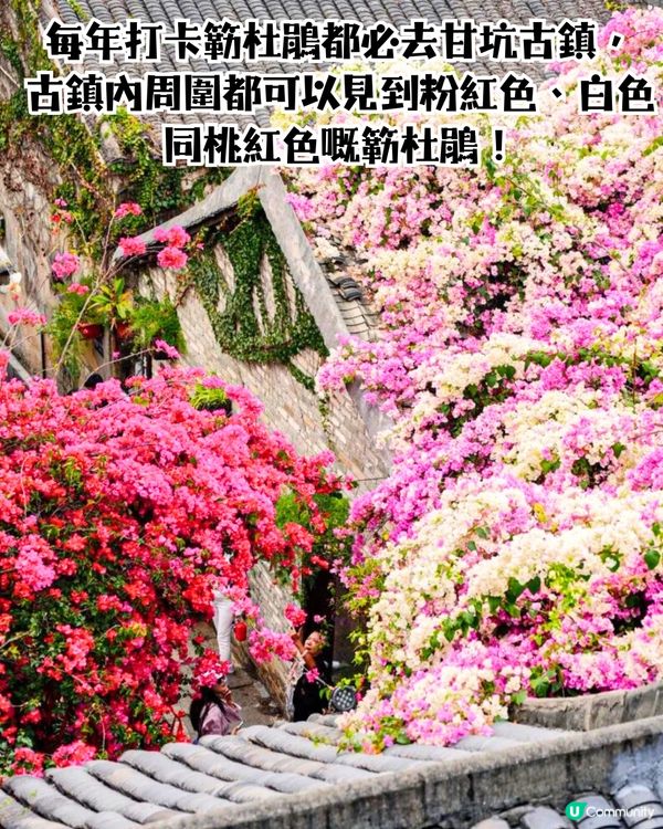 深圳龍崗區5大花海🌺逾80萬呎花海/附隱世打卡位🤫3大打卡小TIPS‼️睇明星教你點影！