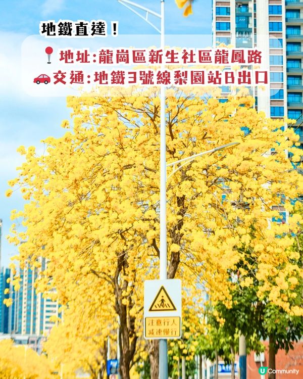 深圳龍崗區5大花海🌺逾80萬呎花海/附隱世打卡位🤫3大打卡小TIPS‼️睇明星教你點影！