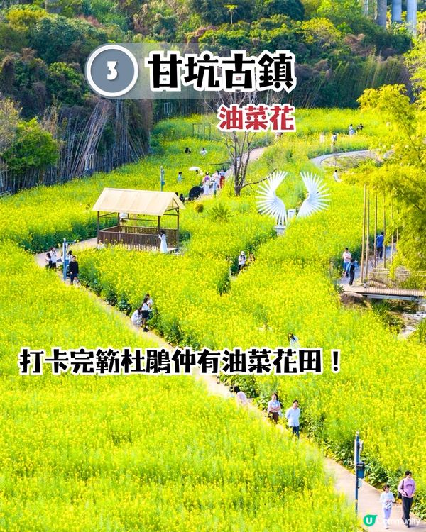 深圳龍崗區5大花海🌺逾80萬呎花海/附隱世打卡位🤫3大打卡小TIPS‼️睇明星教你點影！