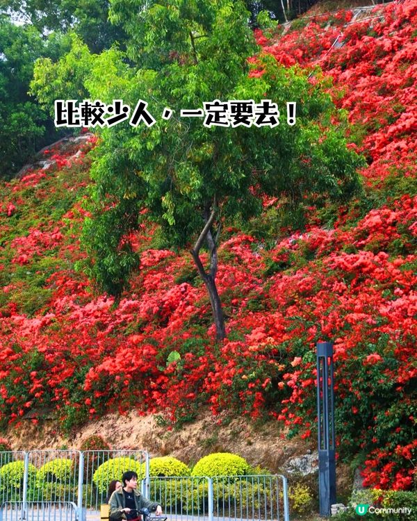 深圳龍崗區5大花海🌺逾80萬呎花海/附隱世打卡位🤫3大打卡小TIPS‼️睇明星教你點影！