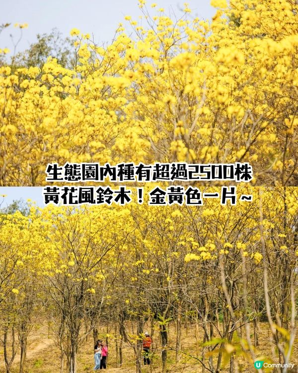 深圳龍崗區5大花海🌺逾80萬呎花海/附隱世打卡位🤫3大打卡小TIPS‼️睇明星教你點影！