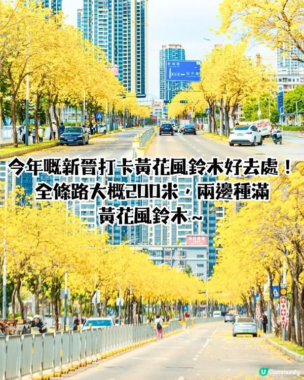 深圳龍崗區5大花海🌺逾80萬呎花海/附隱世打卡位🤫3大打卡小TIPS‼️睇明星教你點影！