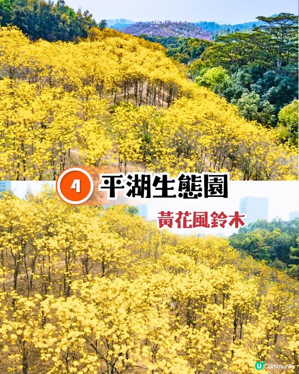 深圳龍崗區5大花海🌺逾80萬呎花海/附隱世打卡位🤫3大打卡小TIPS‼️睇明星教你點影！