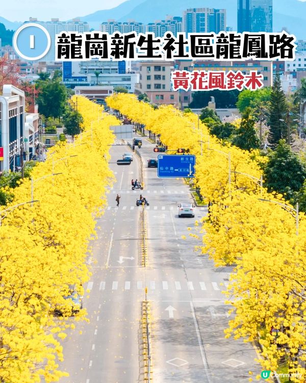 深圳龍崗區5大花海🌺逾80萬呎花海/附隱世打卡位🤫3大打卡小TIPS‼️睇明星教你點影！