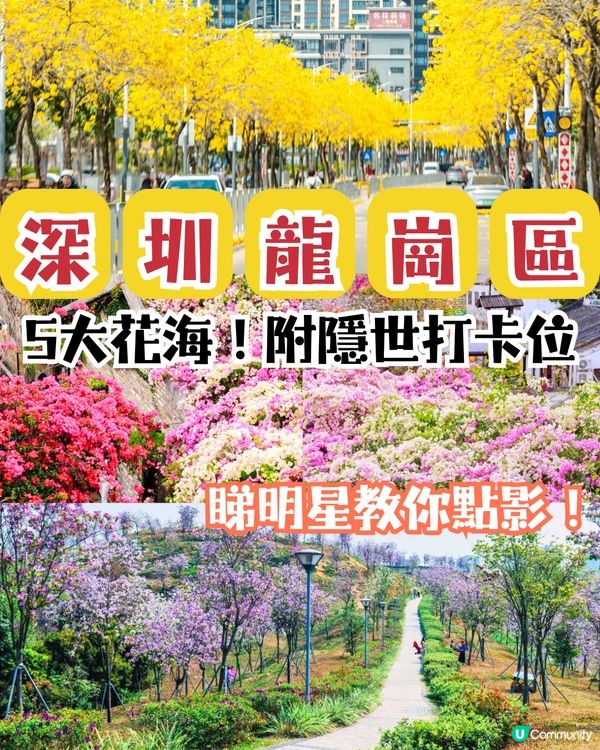 深圳龍崗區5大花海🌺逾80萬呎花海/附隱世打卡位🤫3大打卡小TIPS‼️睇明星教你點影！