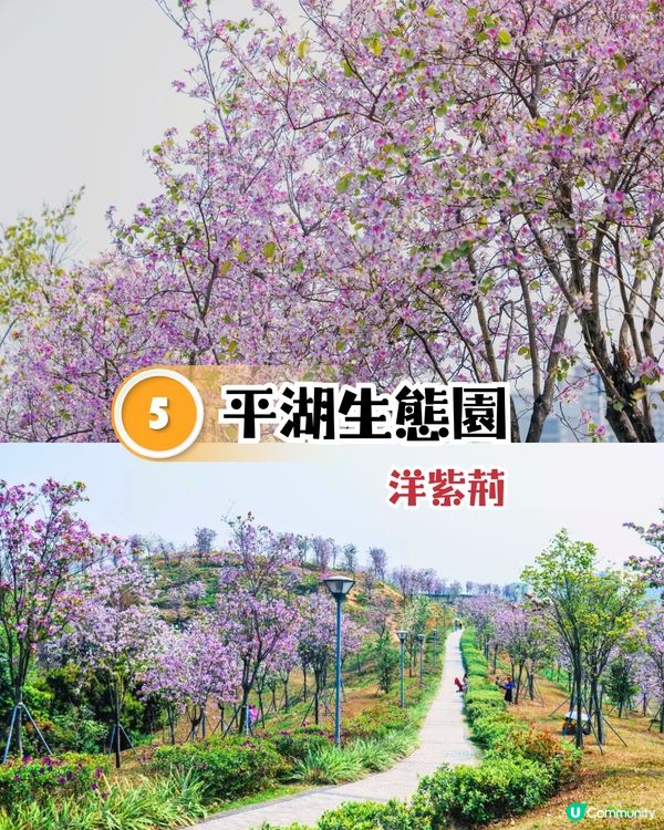 深圳龍崗區5大花海🌺逾80萬呎花海/附隱世打卡位🤫3大打卡小TIPS‼️睇明星教你點影！