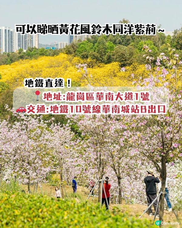 深圳龍崗區5大花海🌺逾80萬呎花海/附隱世打卡位🤫3大打卡小TIPS‼️睇明星教你點影！