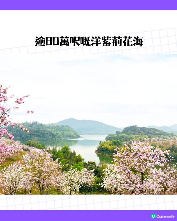 深圳龍崗區5大花海🌺逾80萬呎花海/附隱世打卡位🤫3大打卡小TIPS‼️睇明星教你點影！