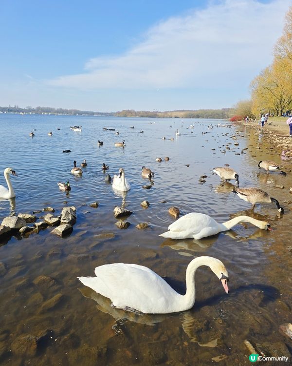陽光普照，我哋一齊去餵鴨仔！😎