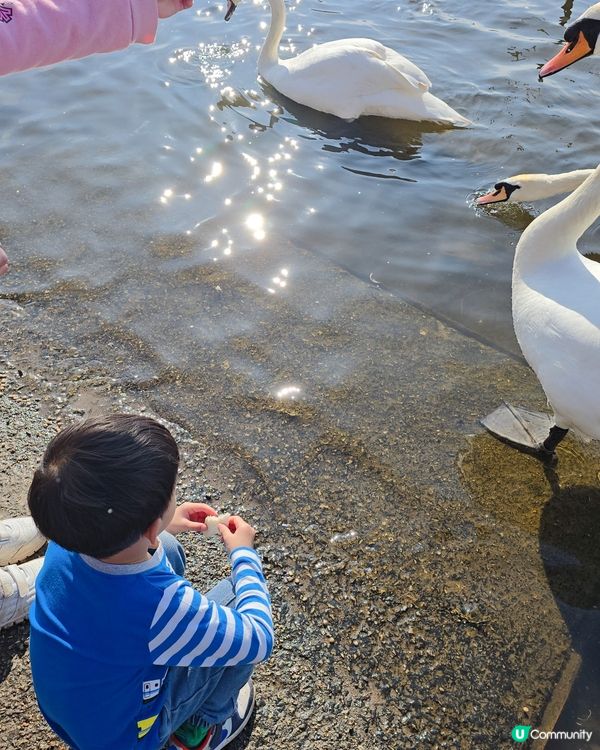 陽光普照，我哋一齊去餵鴨仔！😎
