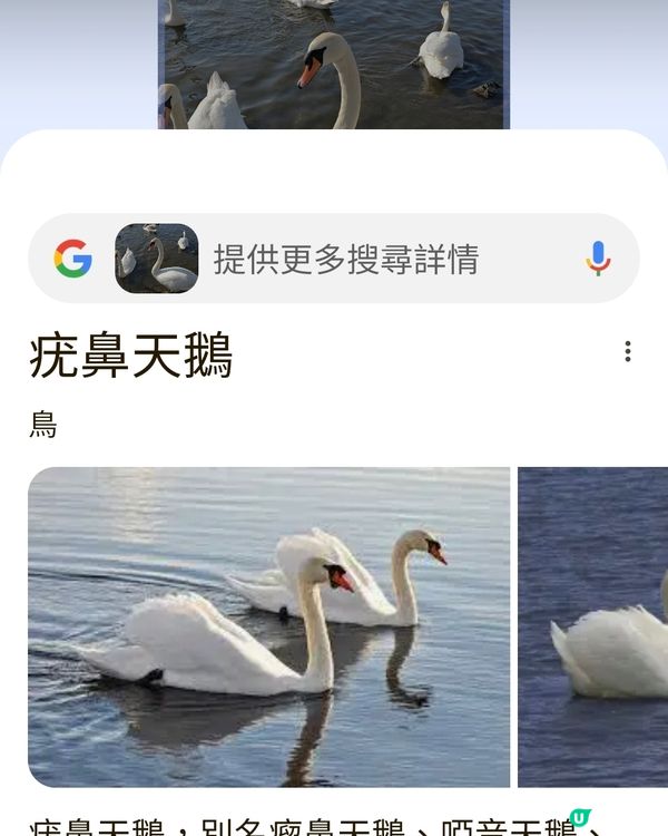 陽光普照，我哋一齊去餵鴨仔！😎