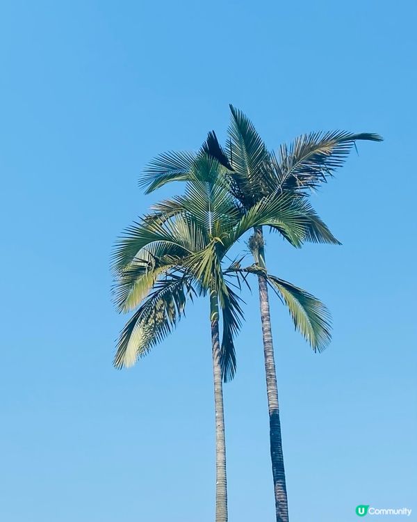 早晨⛱️天氣好啊🌞☀️宜出去走走💛