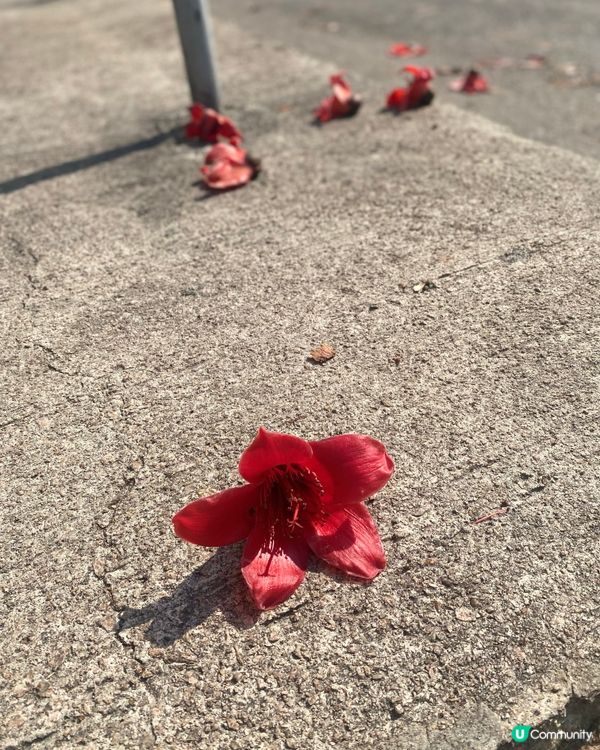 早晨⛱️天氣好啊🌞☀️宜出去走走💛