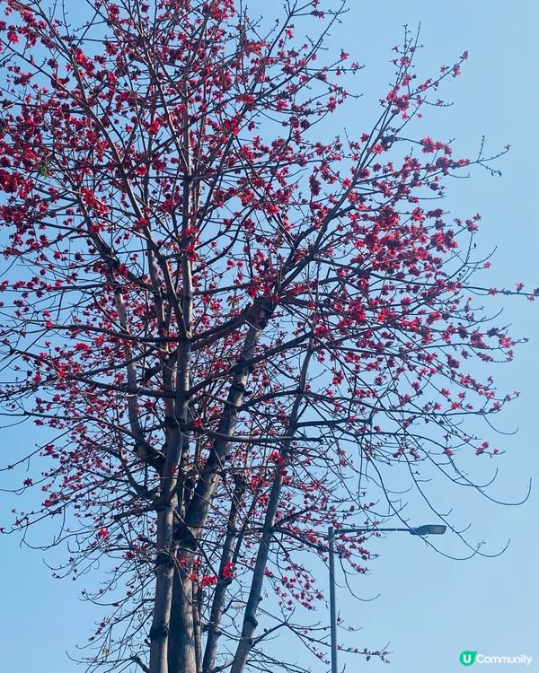 早晨⛱️天氣好啊🌞☀️宜出去走走💛