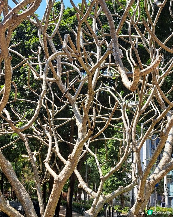 雞蛋花仍然是光秃秃