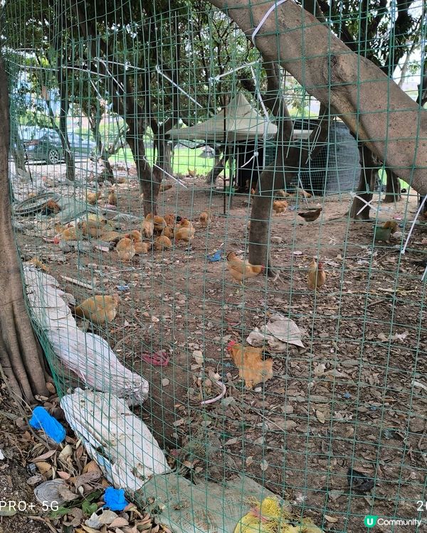 東莞市農家宴第16名陳家家現農莊