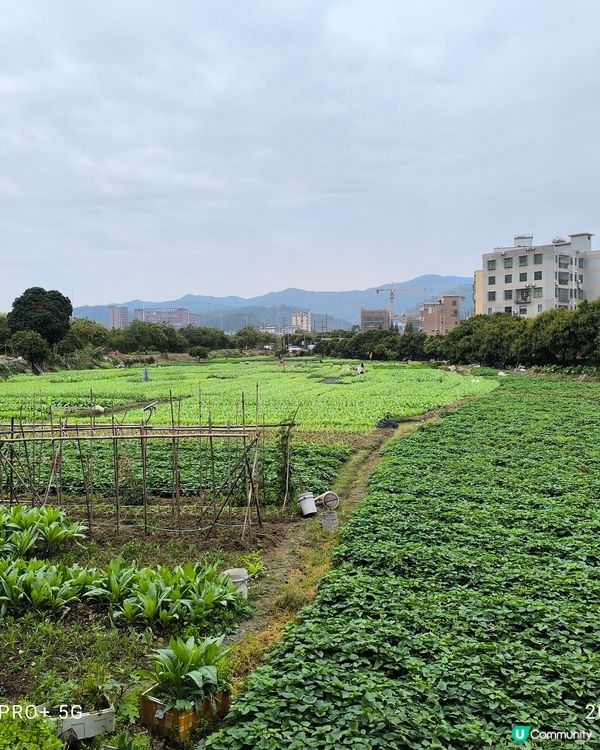 東莞市農家宴第16名陳家家現農莊