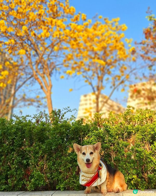 💛 黃花風鈴木，感謝世界 🌻