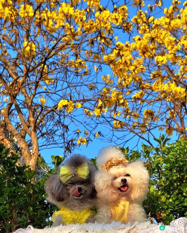 💛 黃花風鈴木，感謝世界 🌻