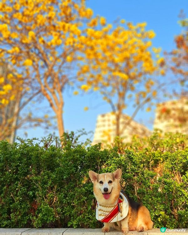 💛 黃花風鈴木，感謝世界 🌻