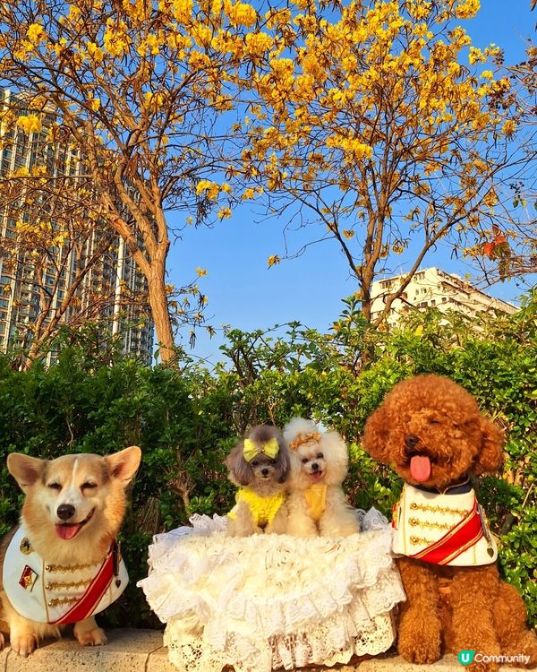 💛 黃花風鈴木，感謝世界 🌻