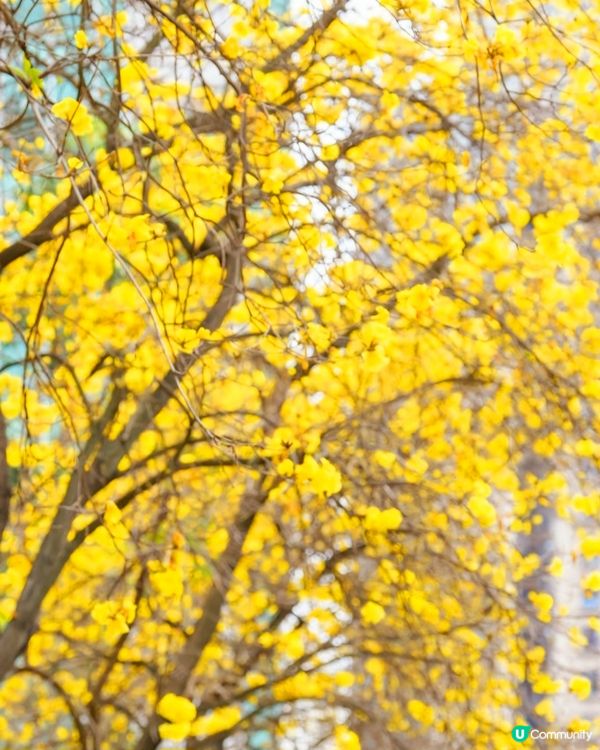 💛 黃花風鈴木，感謝世界 🌻