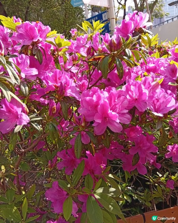 春日爛漫，繁花似錦，約你去香港花卉展覽