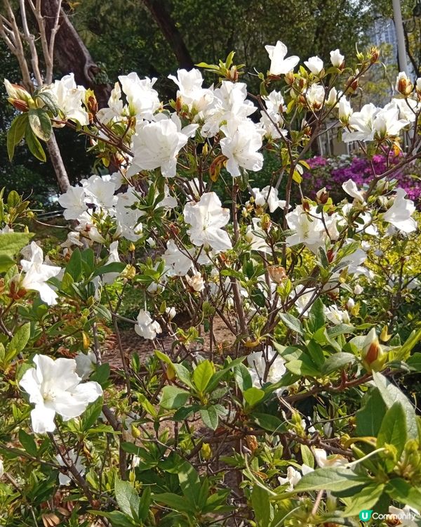 春日爛漫，繁花似錦，約你去香港花卉展覽