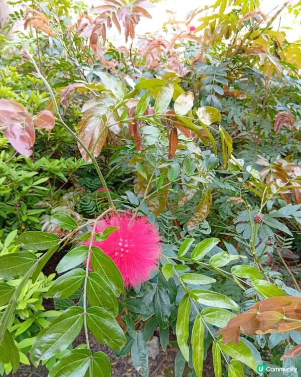 春日爛漫，繁花似錦，約你去香港花卉展覽