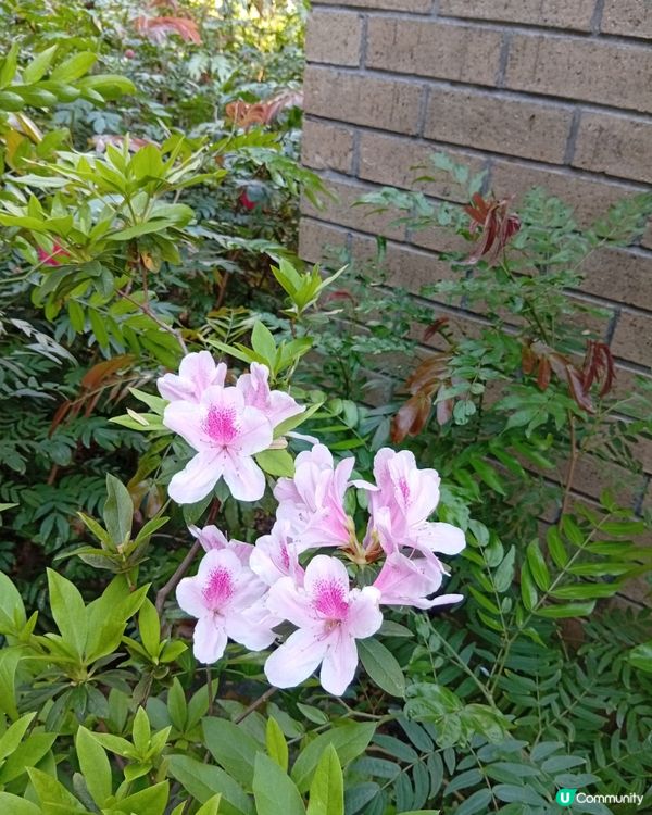 春日爛漫，繁花似錦，約你去香港花卉展覽