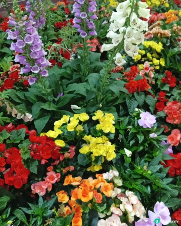 春日爛漫，繁花似錦，約你去香港花卉展覽