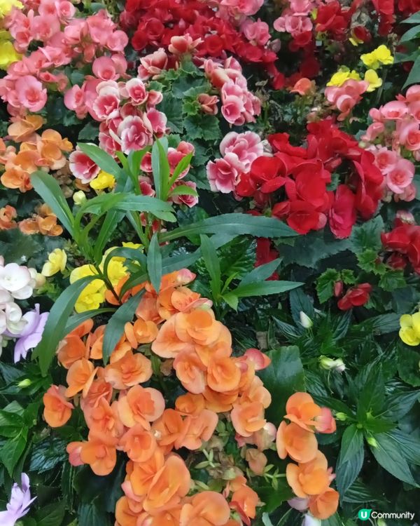 春日爛漫，繁花似錦，約你去香港花卉展覽