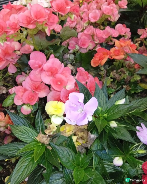 春日爛漫，繁花似錦，約你去香港花卉展覽