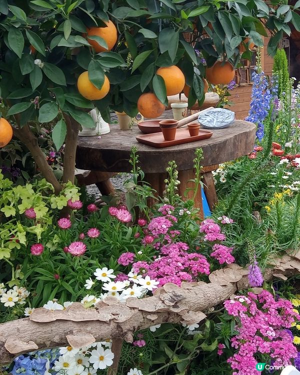 ## 2025香港花展🌸 人山人海📸️ 自拍棍出沒注意⚠