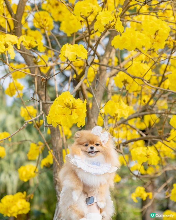 上水石湖墟公園嘅黃風鈴樹盛開啦🌼