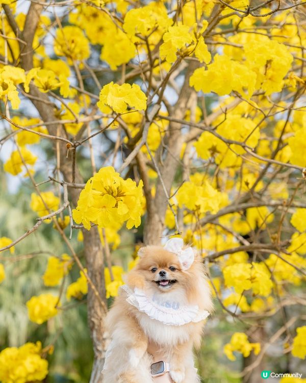 上水石湖墟公園嘅黃風鈴樹盛開啦🌼